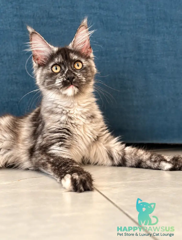 Princess Maine Coon female black silver - live animals