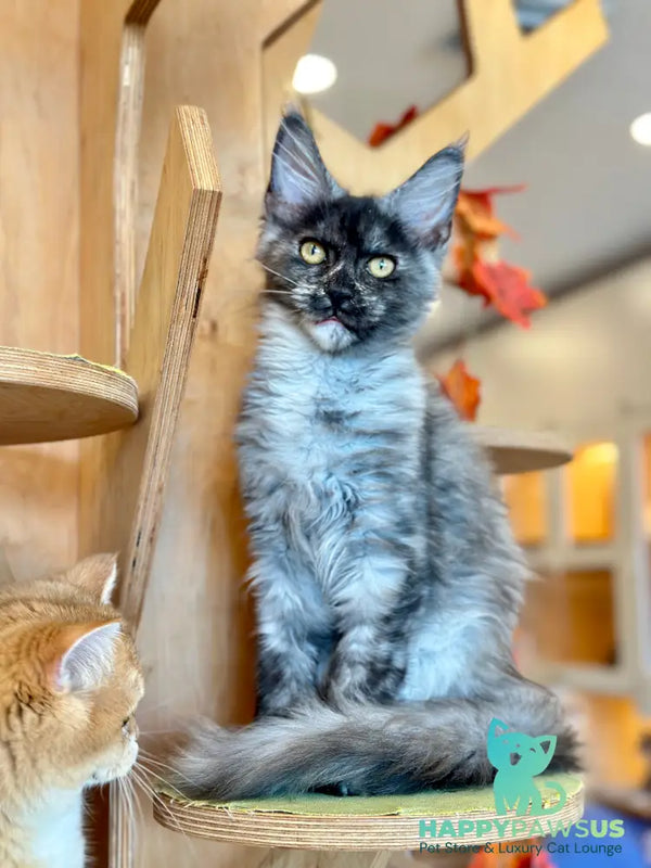 Princess Maine Coon female black silver - live animals
