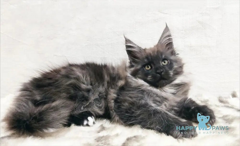 Princess of the Night Maine Coon female black silver with white live animals
