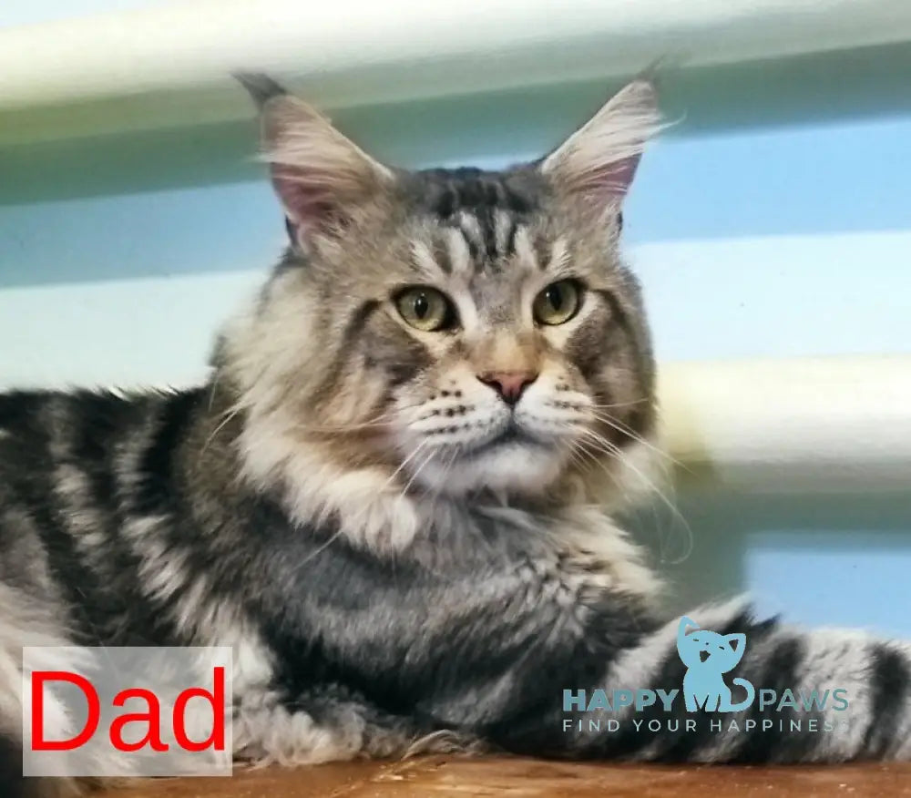 Princess of the Night Maine Coon female black silver with white live animals