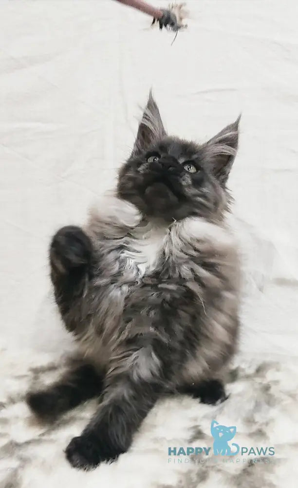 Princess of the Night Maine Coon female black silver with white live animals