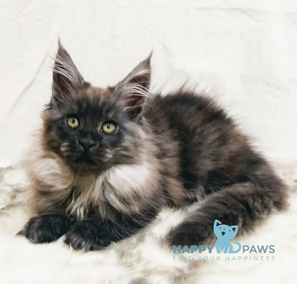 Princess of the Night Maine Coon female black silver with white live animals