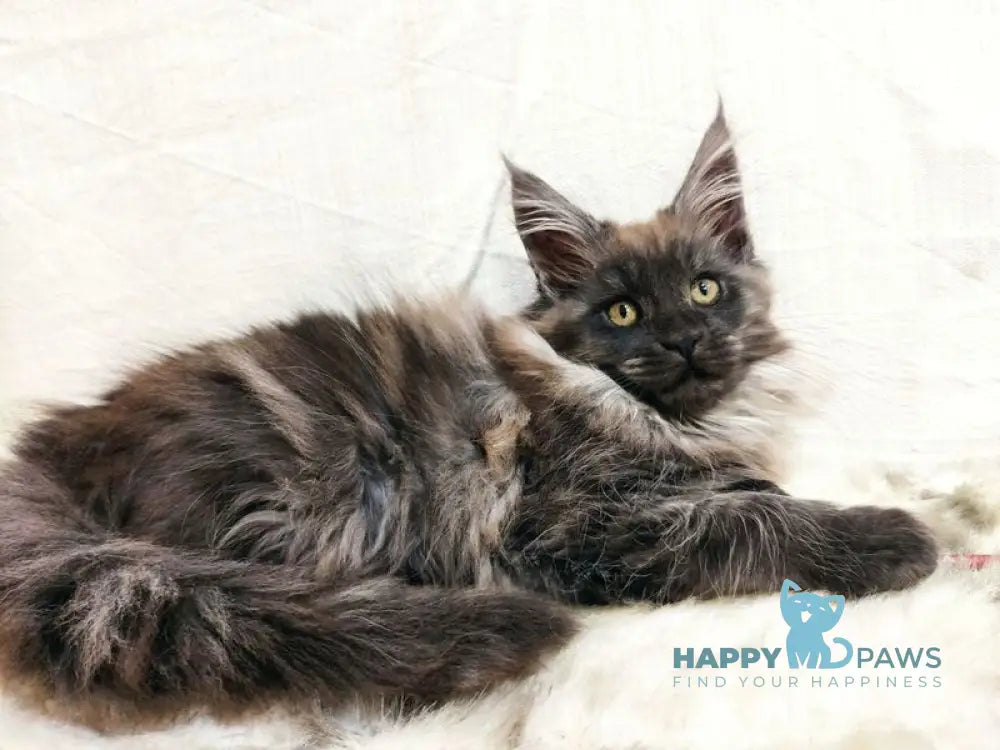 Princess of the Night Maine Coon female black silver with white live animals