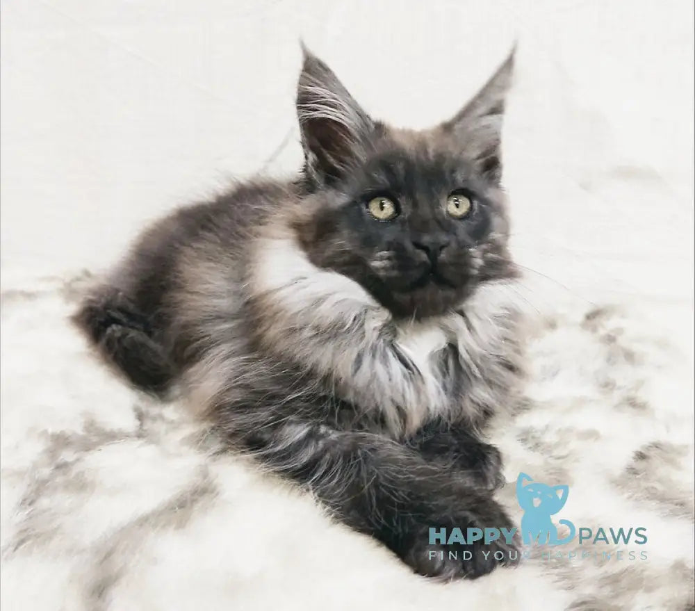 Princess of the Night Maine Coon female black silver with white live animals