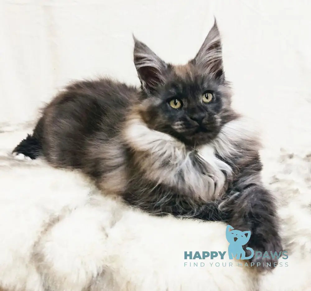 Princess of the Night Maine Coon female black silver with white live animals