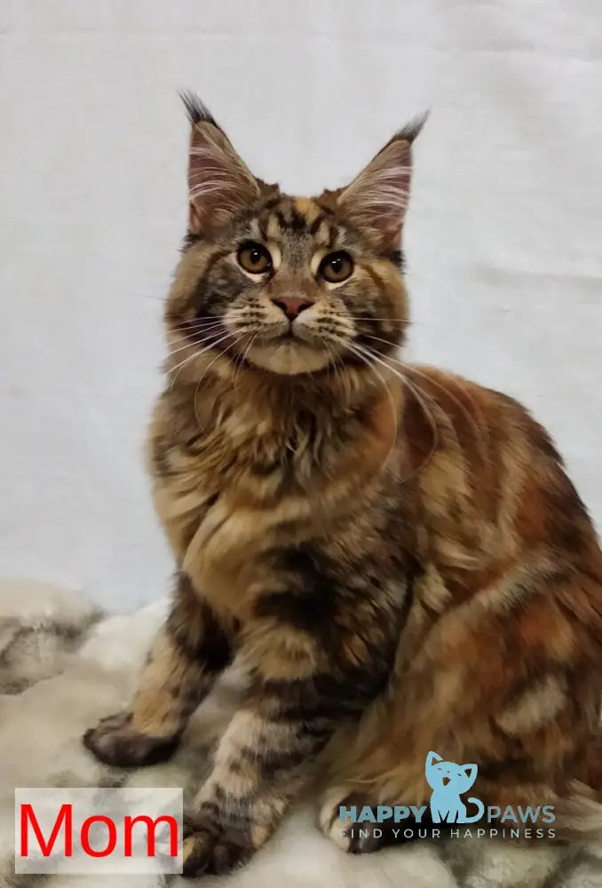 Princess of the Night Maine Coon female black silver with white live animals