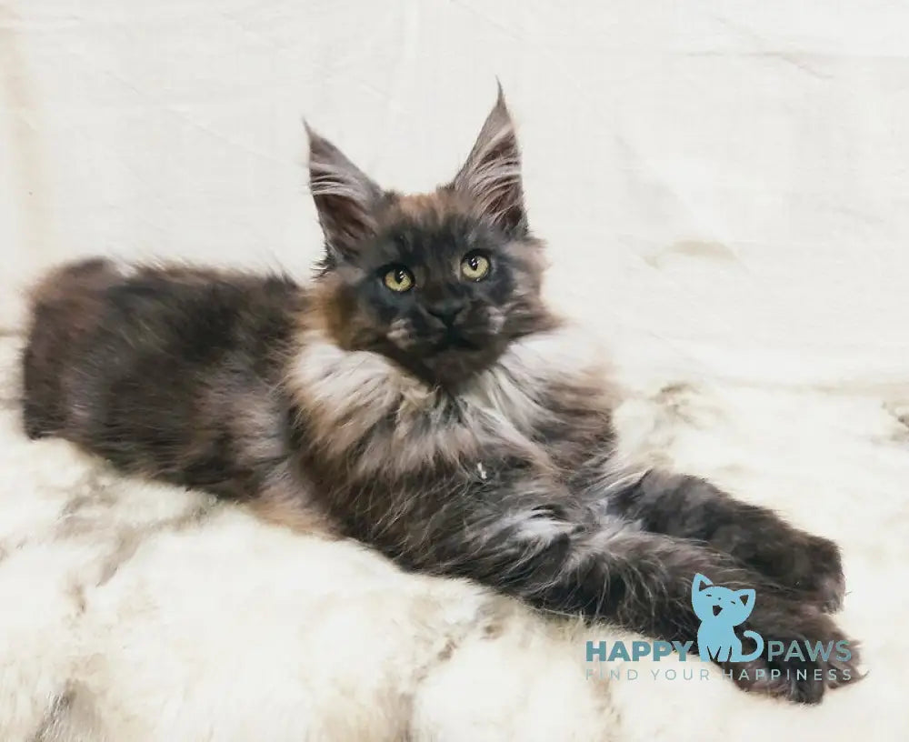 Princess of the Night Maine Coon female black silver with white live animals