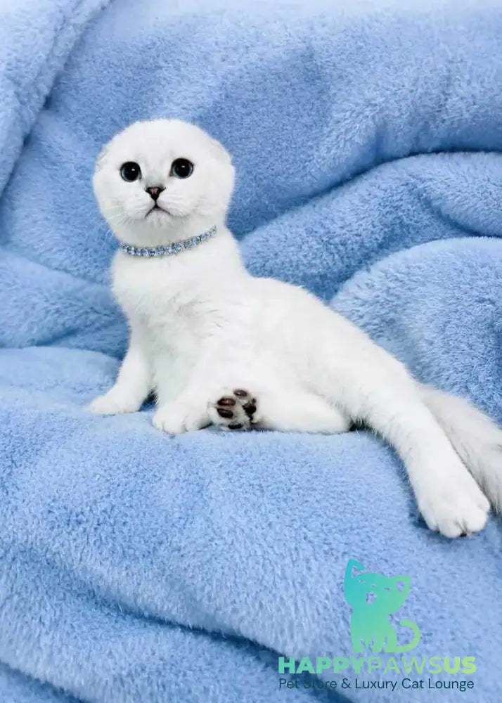 Princess Scottish Fold female black silver shaded pointed - live animals