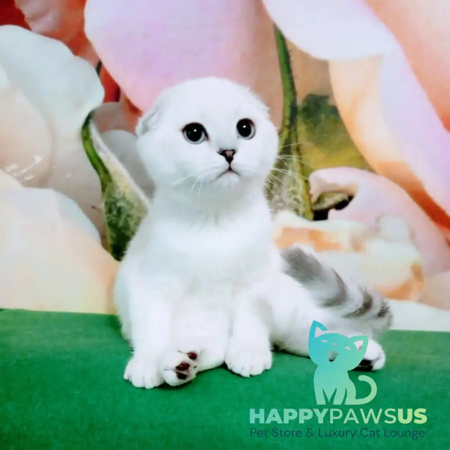 Princess Scottish Fold female black silver shaded pointed - live animals