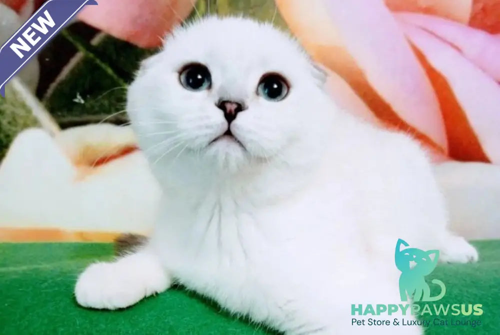 Princess Scottish Fold female black silver shaded pointed - live animals