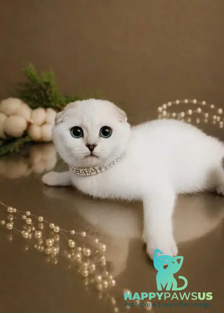 Princess Scottish Fold female black silver shaded pointed - live animals