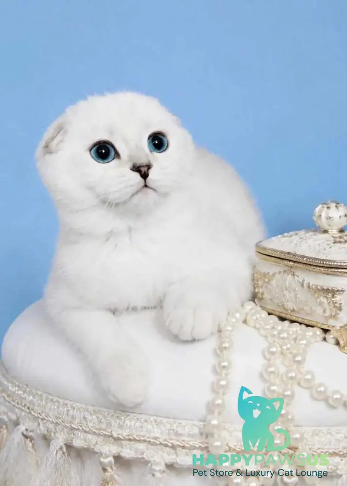 Princess Scottish Fold female black silver shaded pointed - live animals