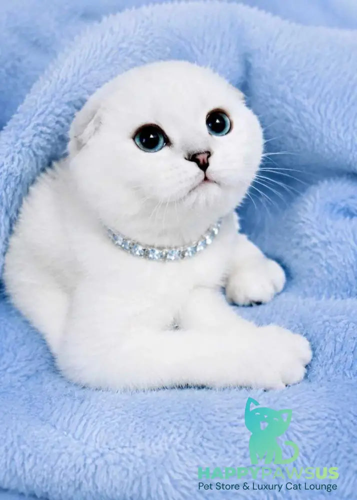 Princess Scottish Fold female black silver shaded pointed - live animals