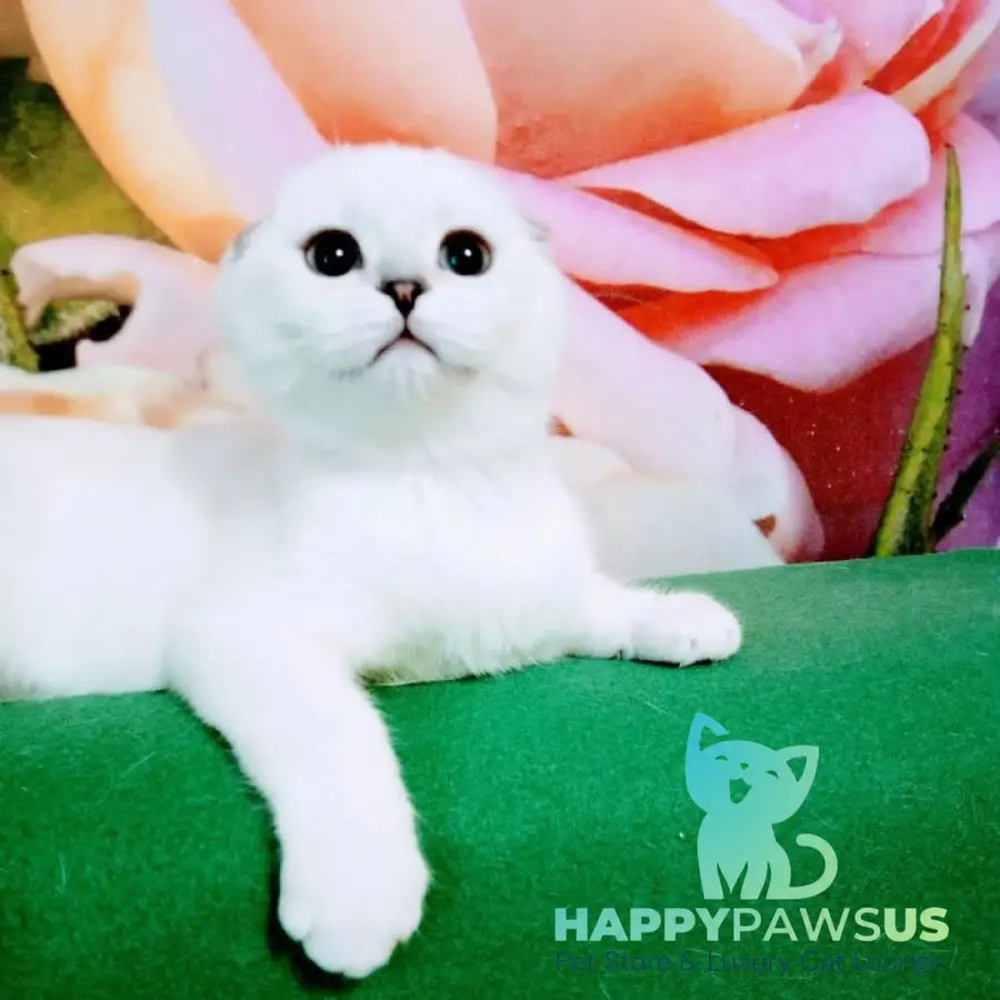 Princess Scottish Fold female black silver shaded pointed - live animals