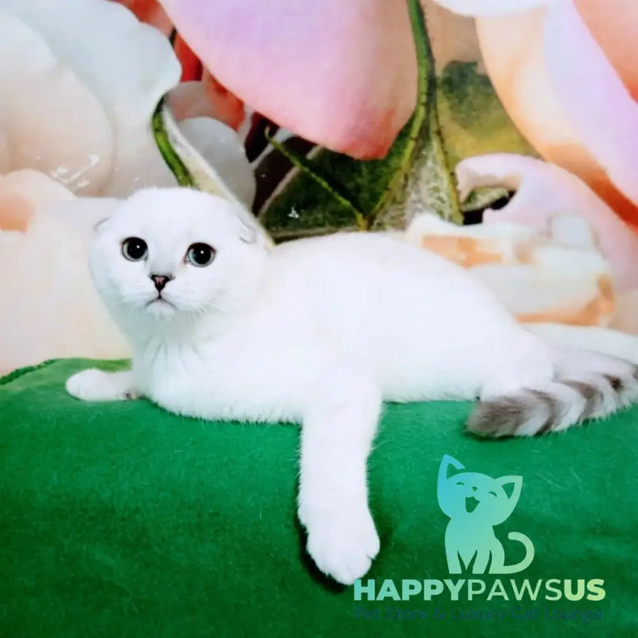 Princess Scottish Fold female black silver shaded pointed - live animals