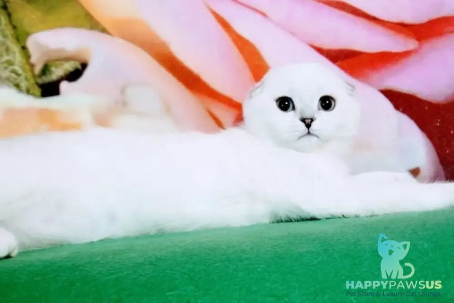Princess Scottish Fold female black silver shaded pointed - live animals