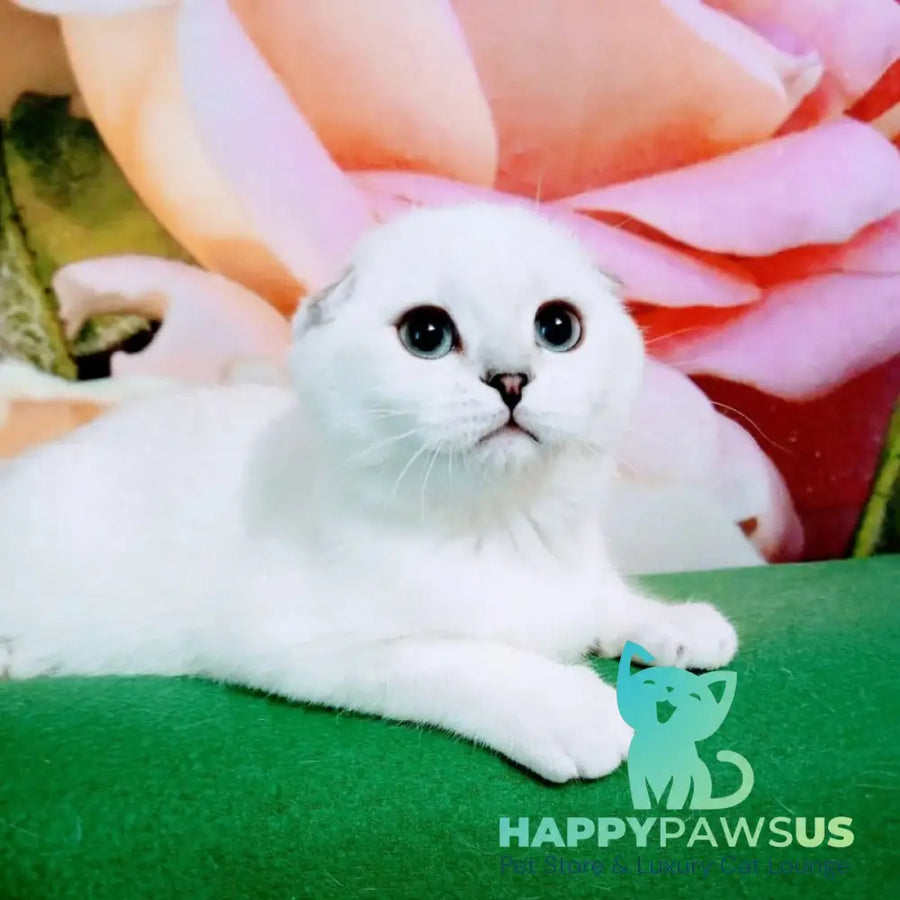 Princess Scottish Fold female black silver shaded pointed - live animals