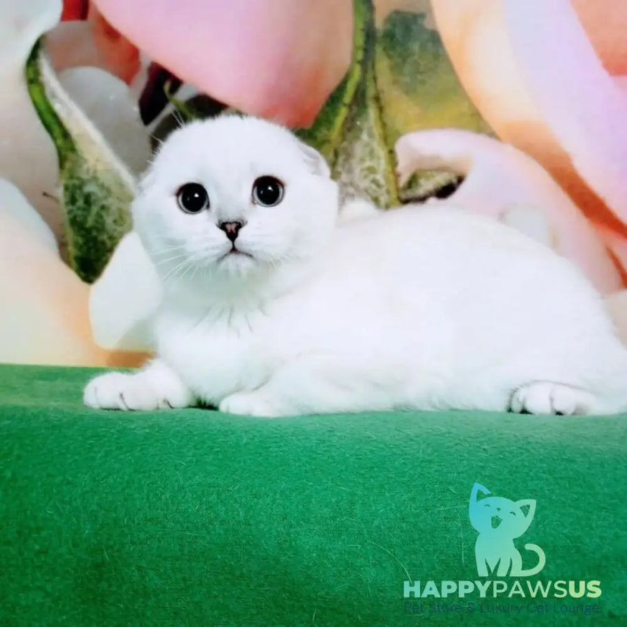 Princess Scottish Fold female black silver shaded pointed - live animals
