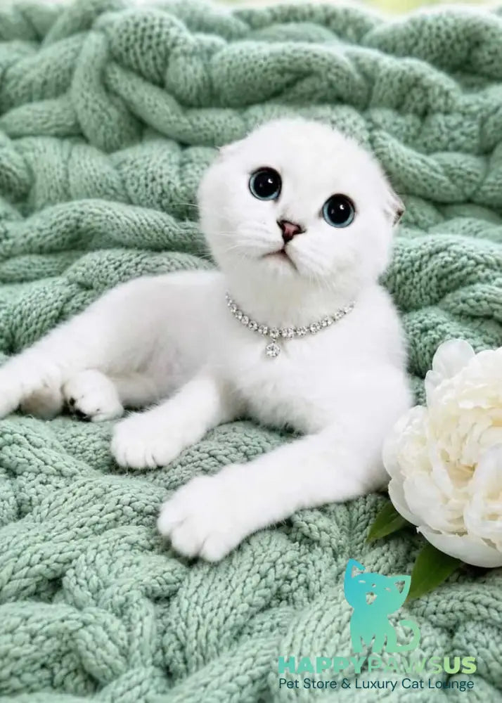 Princess Scottish Fold female black silver shaded pointed - live animals