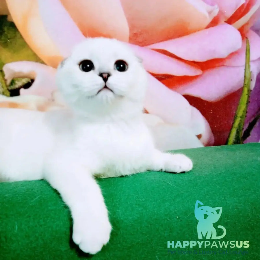 Princess Scottish Fold female black silver shaded pointed - live animals