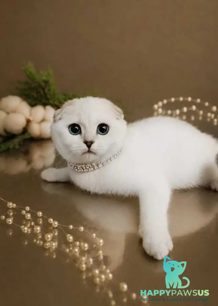 Princess Scottish Fold female black silver shaded pointed - live animals