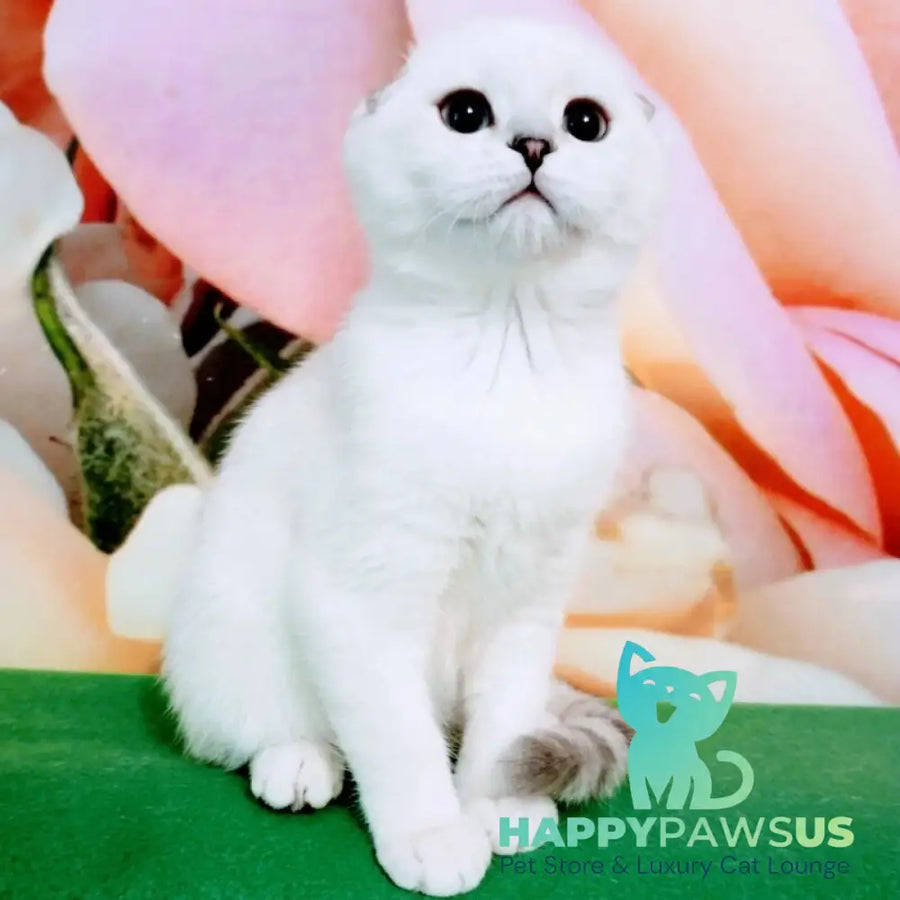 Princess Scottish Fold female black silver shaded pointed - live animals