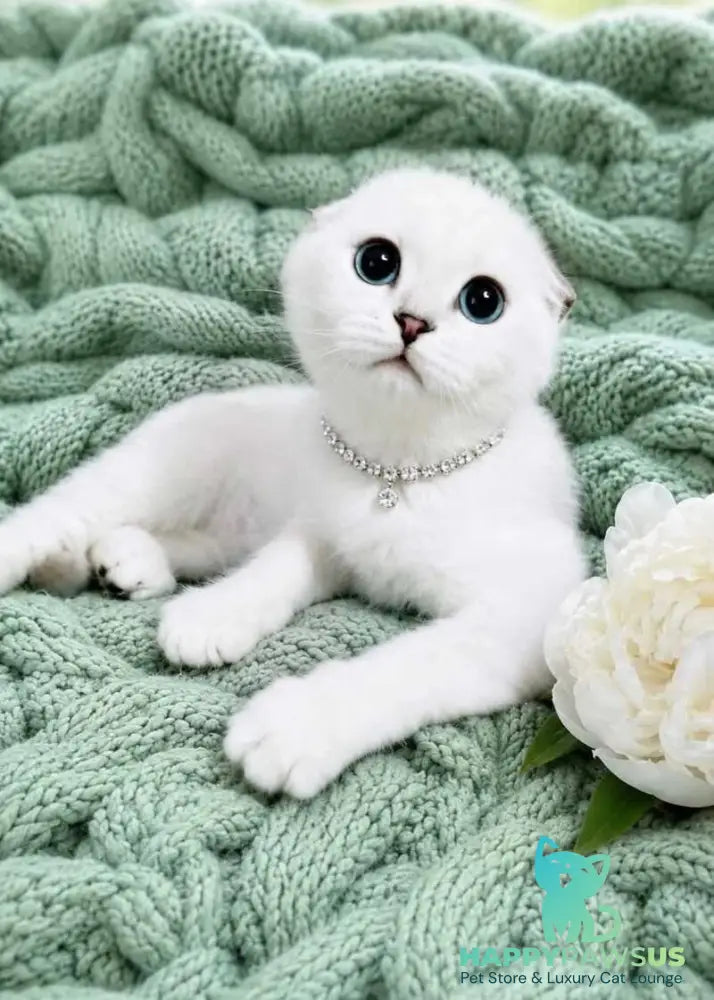 Princess Scottish Fold female black silver shaded pointed - live animals