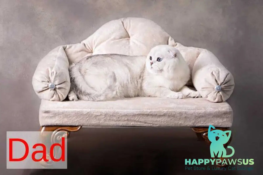Princess Scottish Fold female black silver shaded pointed - live animals