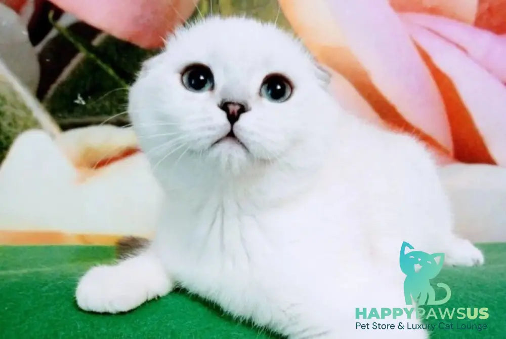 Princess Scottish Fold female black silver shaded pointed - live animals