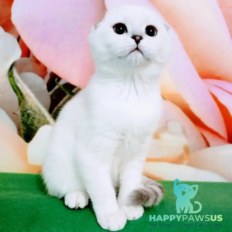 Princess Scottish Fold female black silver shaded pointed - live animals
