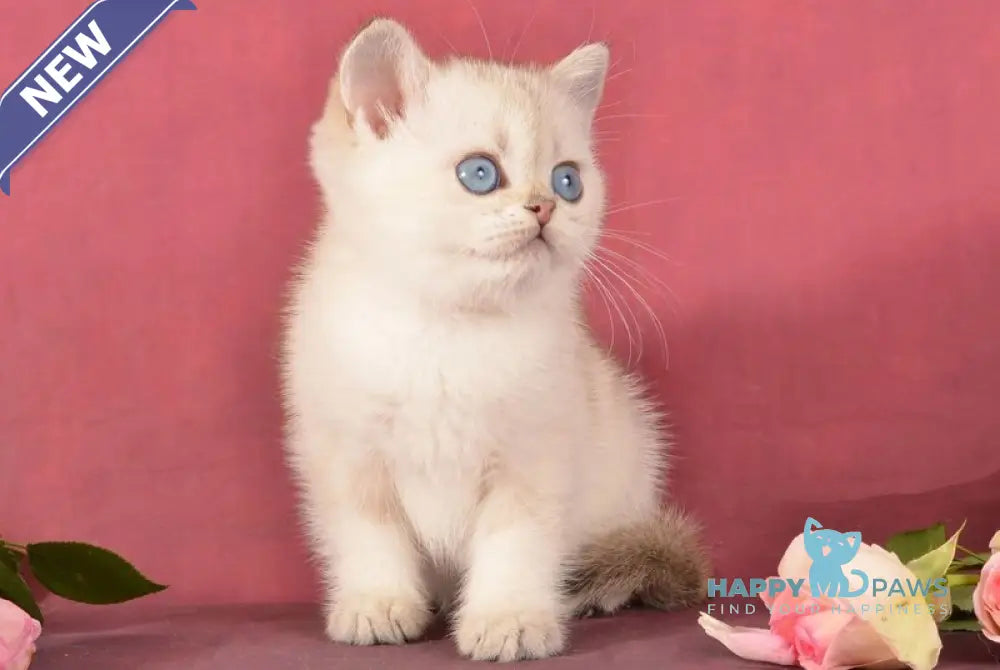 Princess Scottish Straight female black golden ticked tabby pointed live animals