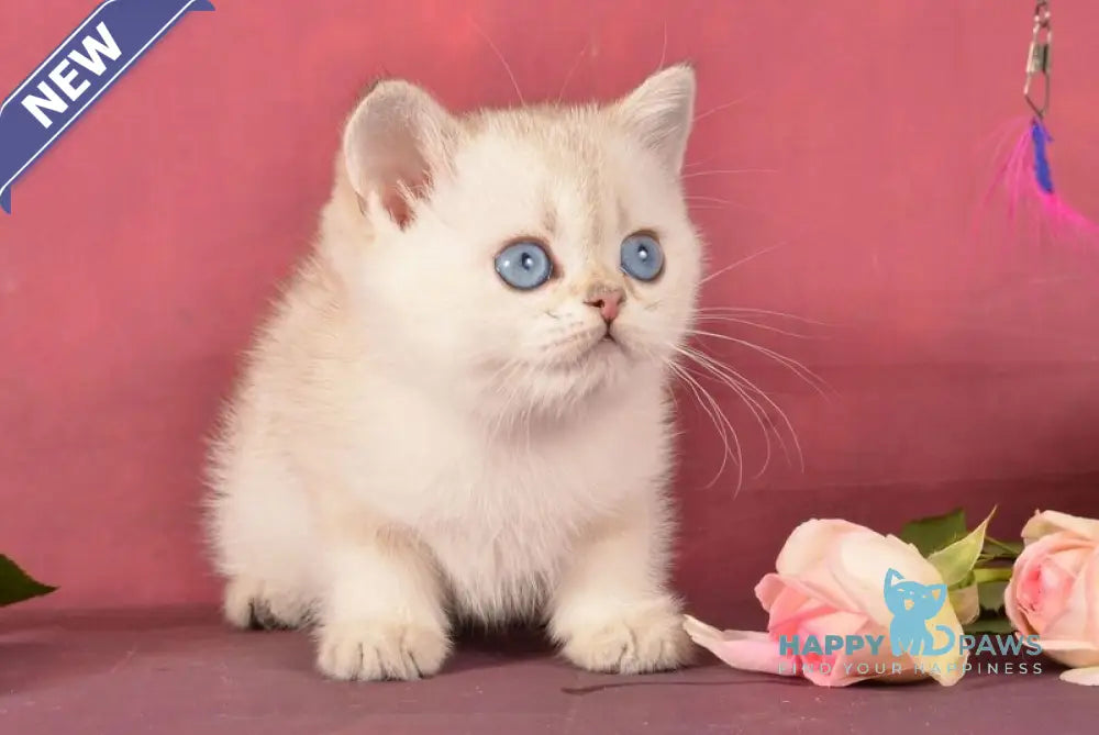Princess Scottish Straight female black golden ticked tabby pointed live animals