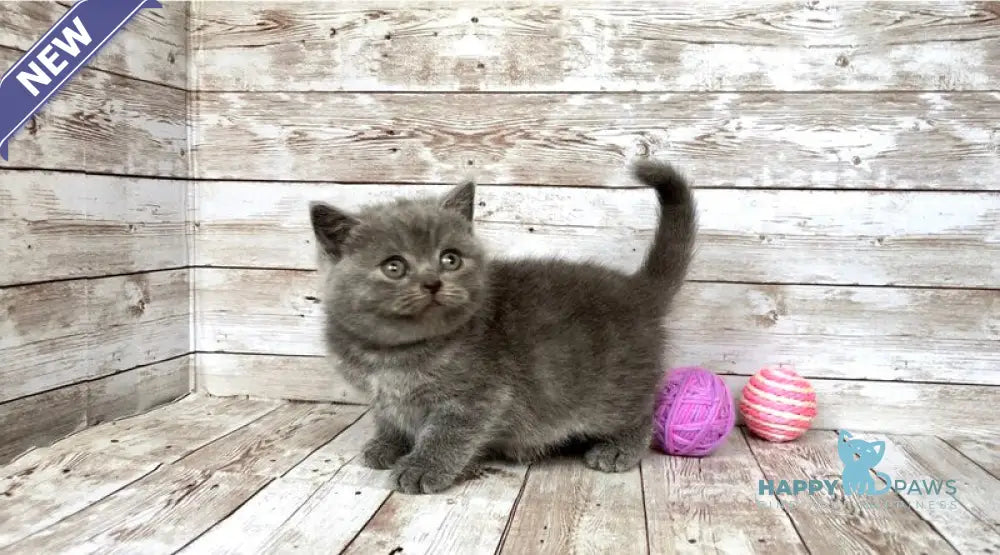 Prins British Shorthair male blue live animals