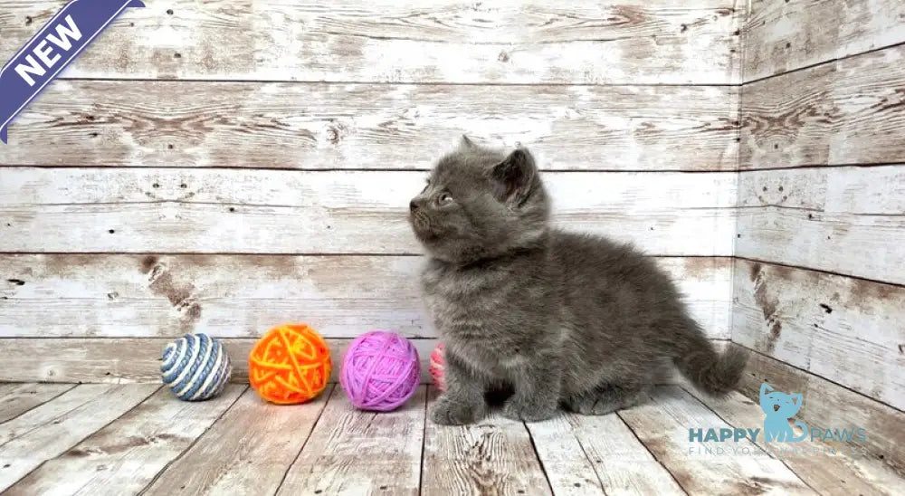 Prins British Shorthair male blue live animals