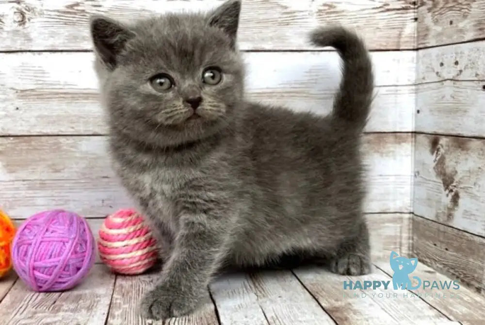 Prins British Shorthair male blue live animals