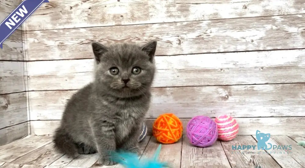 Prins British Shorthair male blue live animals