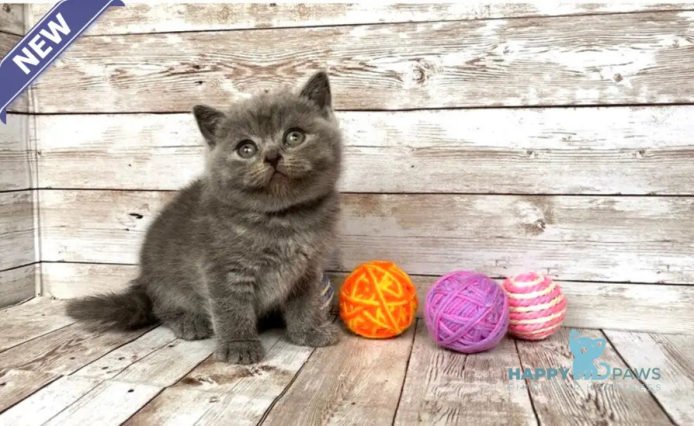 Prins British Shorthair male blue live animals