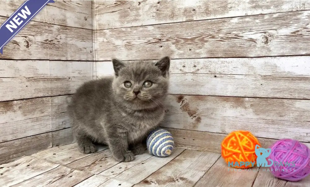 Prins British Shorthair male blue live animals