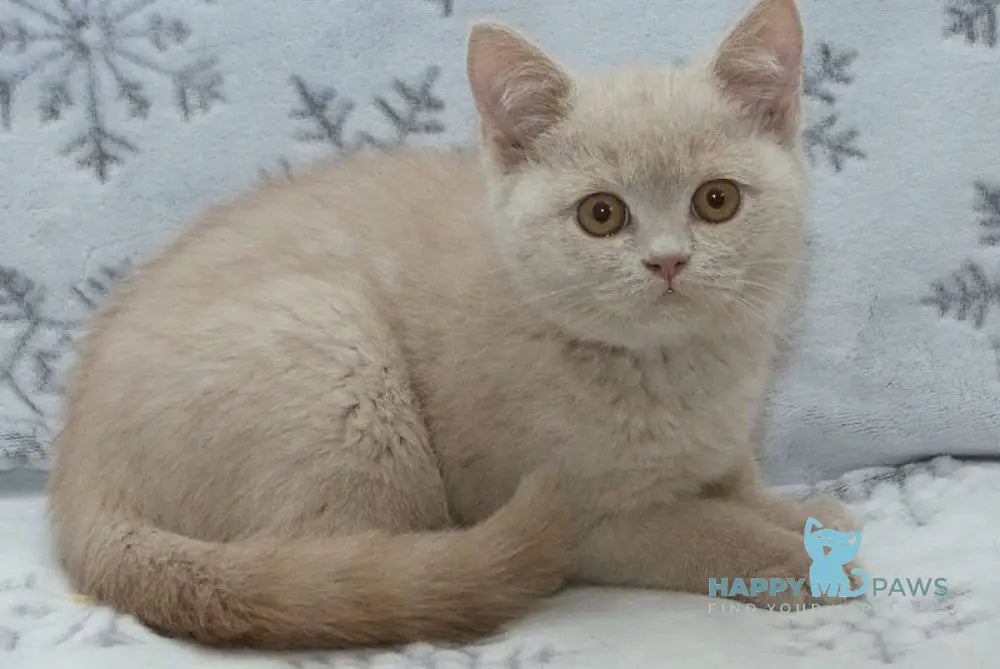 Prohor British Shorthair male fawn live animals