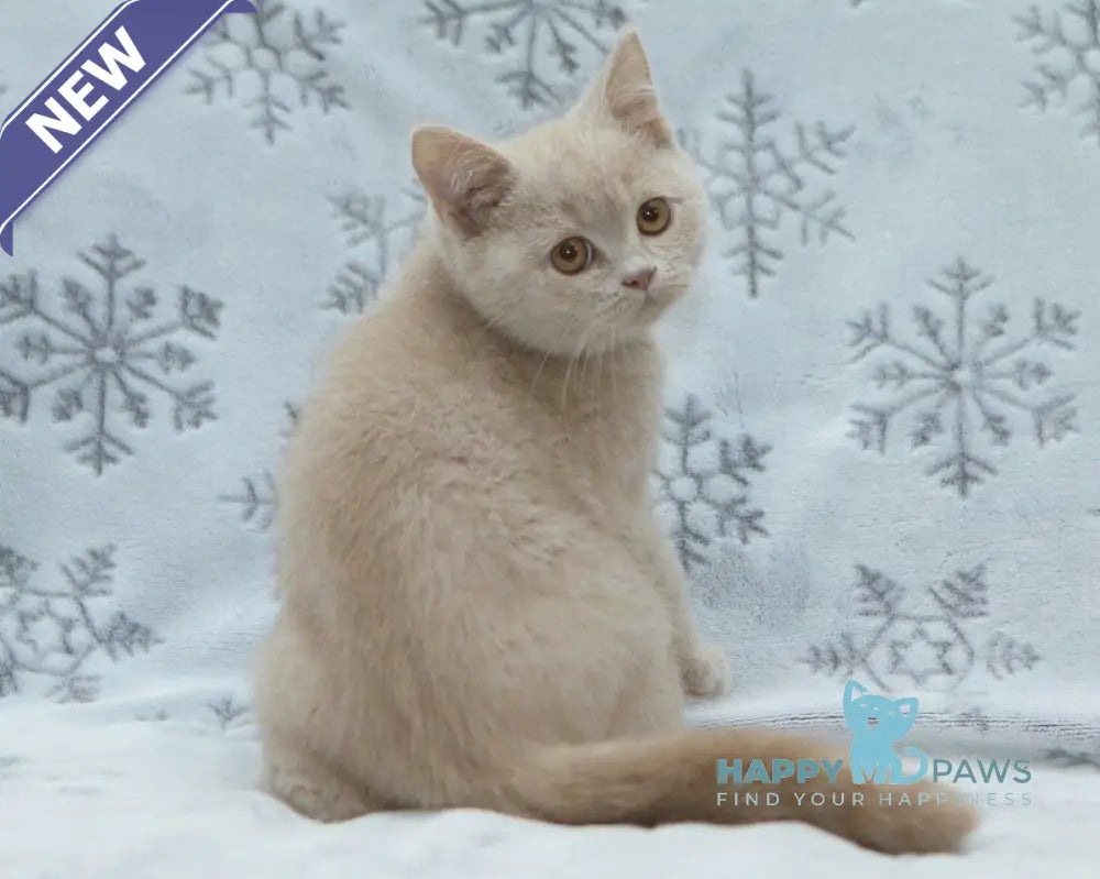 Prohor British Shorthair male fawn live animals