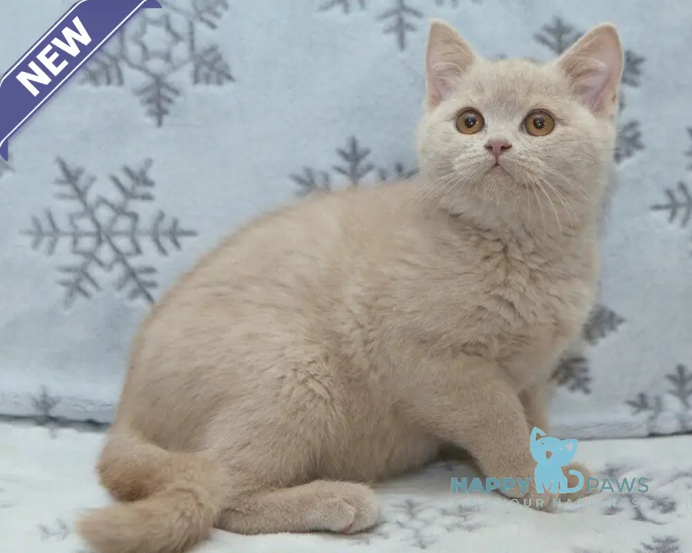 Prohor British Shorthair male fawn live animals