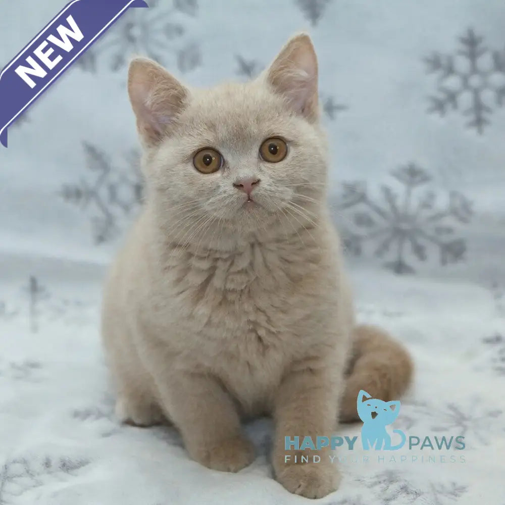 Prohor British Shorthair male fawn live animals