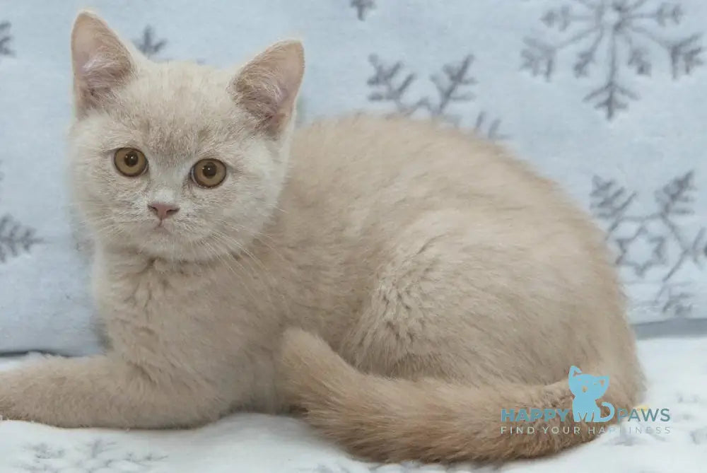 Prohor British Shorthair male fawn live animals