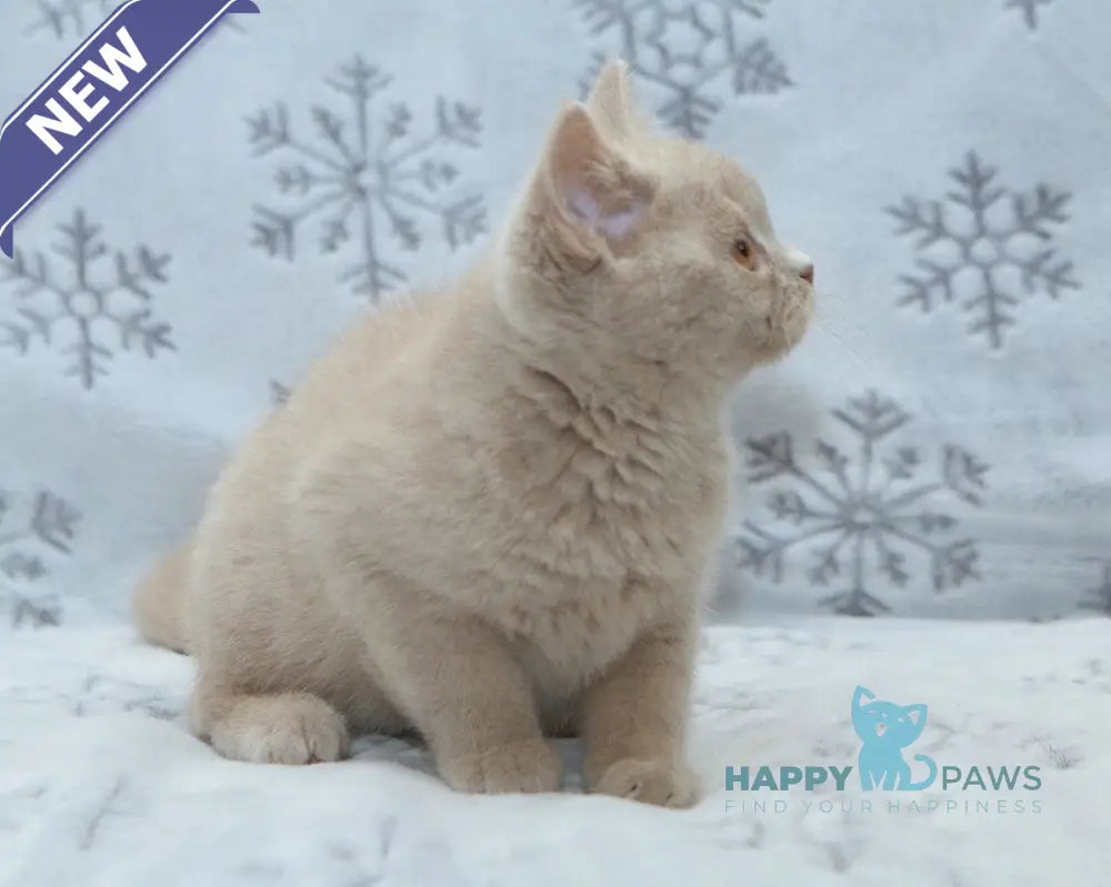 Prohor British Shorthair male fawn live animals