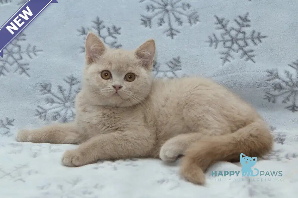 Prohor British Shorthair male fawn live animals