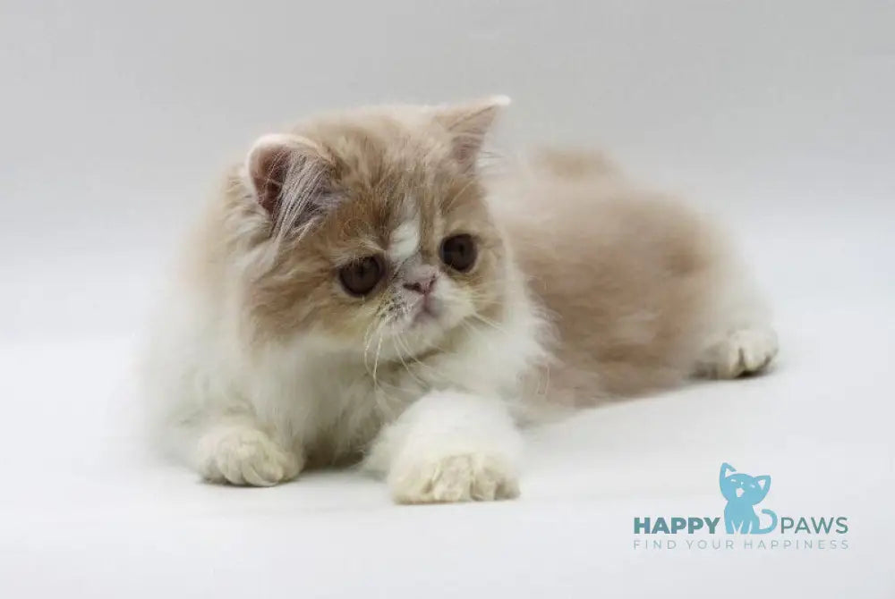Prokop Persian male cream bicolour live animals
