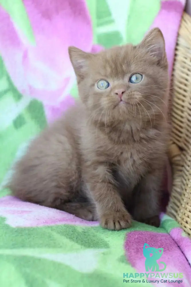 Prometheus British Shorthair male cinnamon - live animals