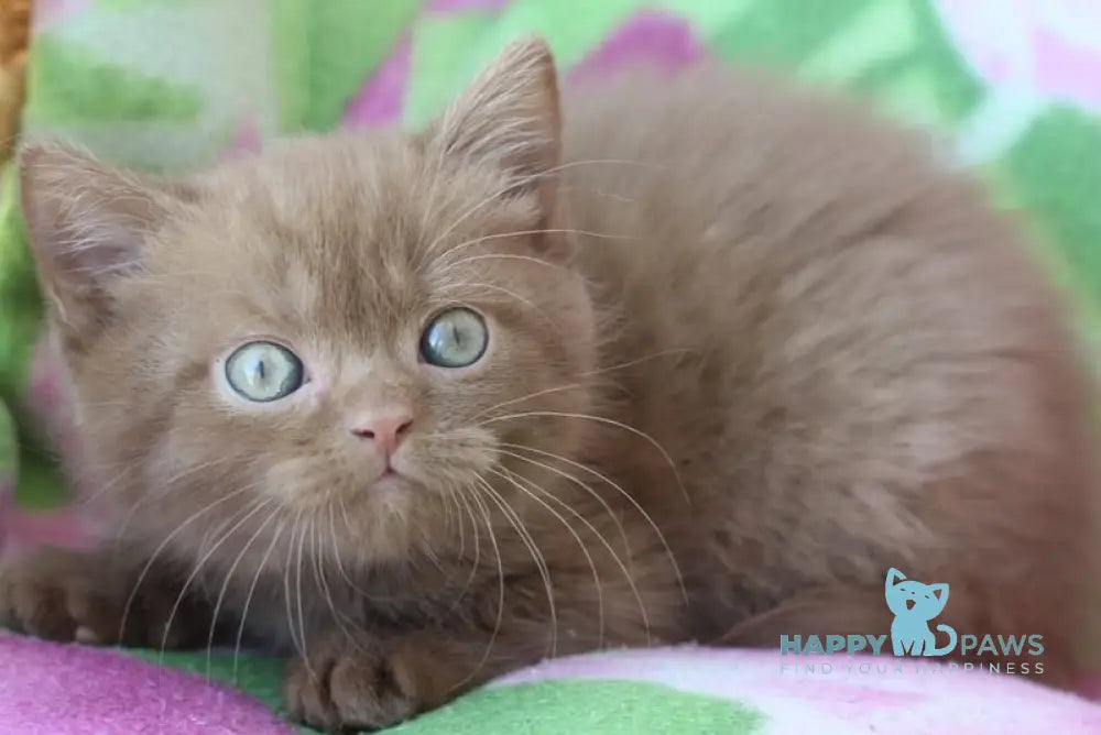 Prometheus British Shorthair male cinnamon - live animals