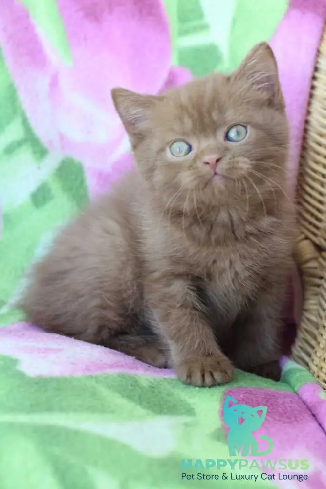 Prometheus British Shorthair male cinnamon - live animals