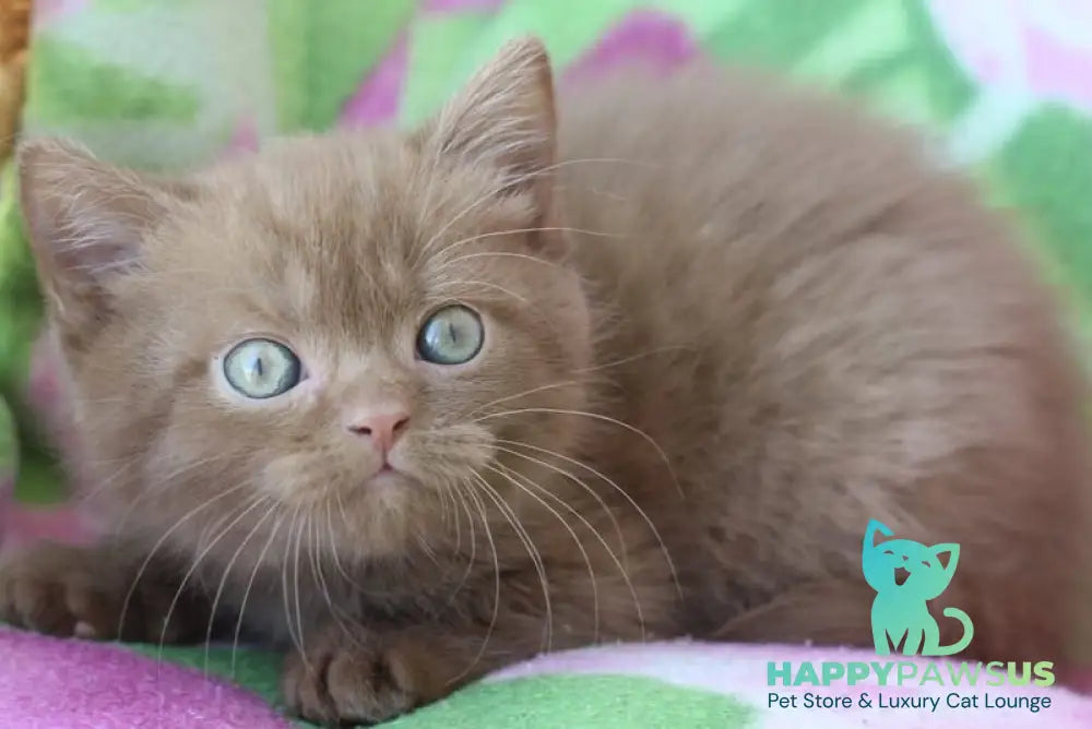 Prometheus British Shorthair male cinnamon - live animals